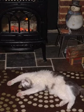 [Hearth.com] Cat in front of a nice warm fire.