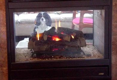 [Hearth.com] How much is the Doggie in the window?