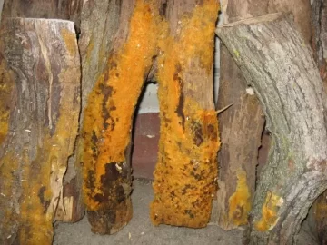 [Hearth.com] Orange mold on cordwood