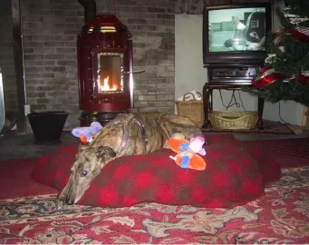 [Hearth.com] Greyhounds and the Stove