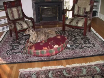 [Hearth.com] Greyhounds and the Stove