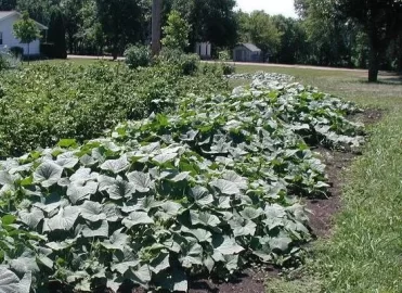 [Hearth.com] Anyone with a vegetable garden?