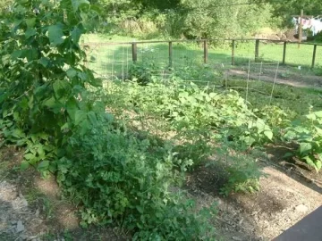 [Hearth.com] Anyone with a vegetable garden?