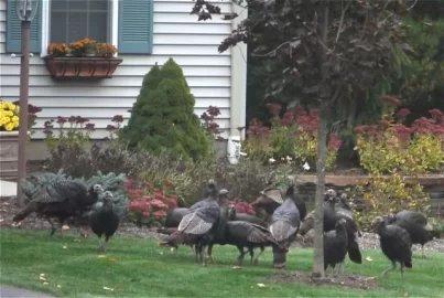 [Hearth.com] Some of the girls in the back yard