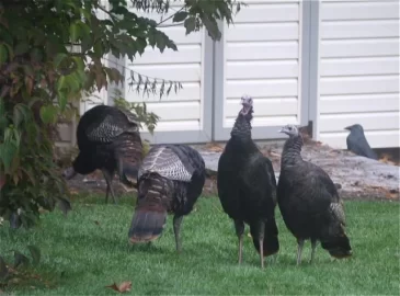 [Hearth.com] Some of the girls in the back yard