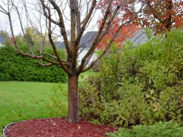 [Hearth.com] Flowering crabapple