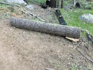 [Hearth.com] Cutting the trunk of a felled tree