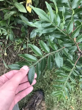 [Hearth.com] Shrub/tree ID