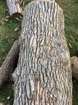 [Hearth.com] Tree ID?