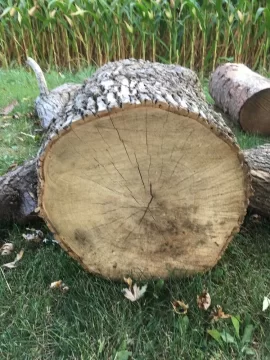 [Hearth.com] Tree ID?