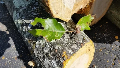 [Hearth.com] Red Oak score and the new shed