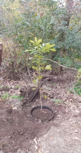 [Hearth.com] I Dig Hickory, or, Thank You Squirrels