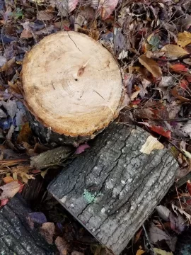 [Hearth.com] Firewood identification help please