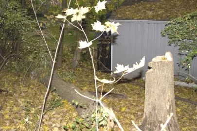 [Hearth.com] Just felled a dead ash behind my shed