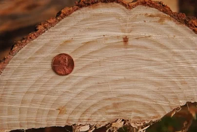 [Hearth.com] Good Sized growth rings