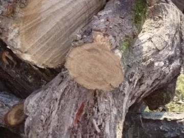 [Hearth.com] Tree down on my trail . Wood ID anyone