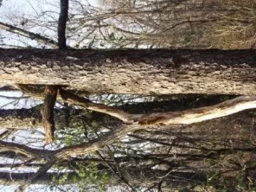 [Hearth.com] Tree down on my trail . Wood ID anyone