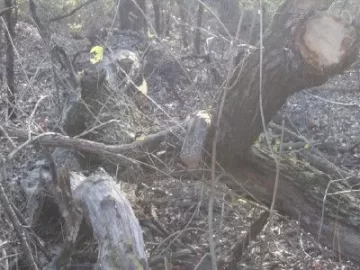 [Hearth.com] Tree down on my trail . Wood ID anyone