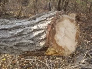 [Hearth.com] Tree down on my trail . Wood ID anyone