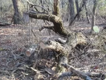 [Hearth.com] Tree down on my trail . Wood ID anyone