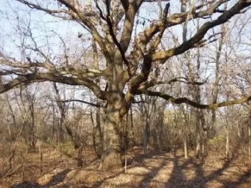 [Hearth.com] Tree down on my trail . Wood ID anyone