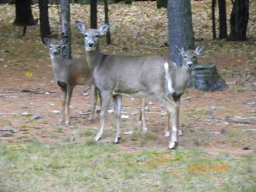 [Hearth.com] Mom and her two fawns!