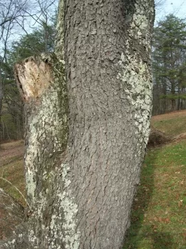 [Hearth.com] What is this tree?