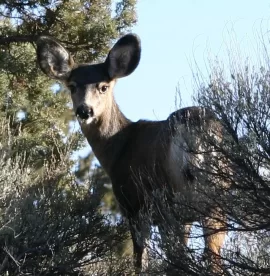 [Hearth.com] Mom and her two fawns!