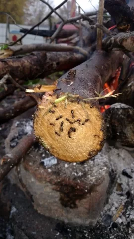 [Hearth.com] carpenter ants in wood stack