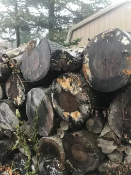 [Hearth.com] Fungus on a stacks . Any action required?