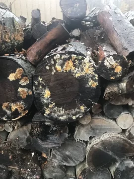 [Hearth.com] Fungus on a stacks . Any action required?