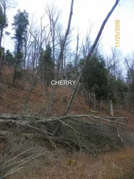 [Hearth.com] Leaning Cherry