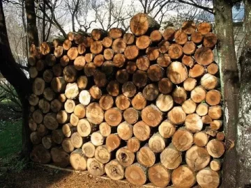 [Hearth.com] My Firewood Haul