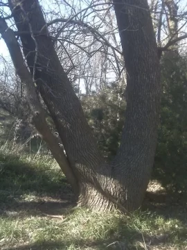 [Hearth.com] Is this an ash tree? If not, does anybody know what it is?