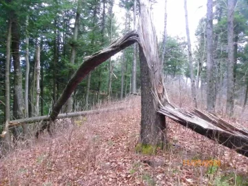 [Hearth.com] Some more wind damage / Cherry Tree