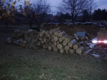 [Hearth.com] Neighbor Having Ash Tree's Cut(Update 12/5)