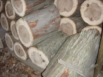 [Hearth.com] help needed identifying this tree , Hickory maybe?