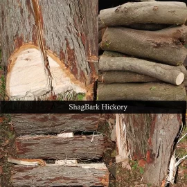 [Hearth.com] help needed identifying this tree , Hickory maybe?