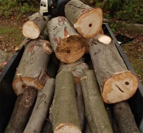 [Hearth.com] help needed identifying this tree , Hickory maybe?