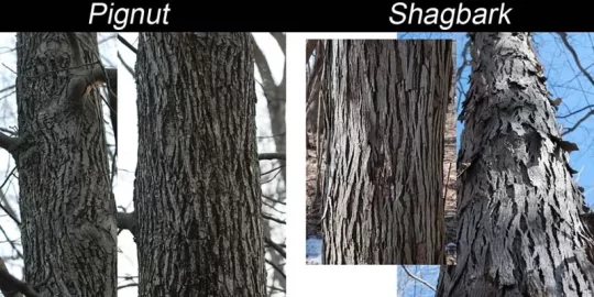 [Hearth.com] help needed identifying this tree , Hickory maybe?