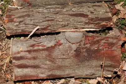 [Hearth.com] help needed identifying this tree , Hickory maybe?