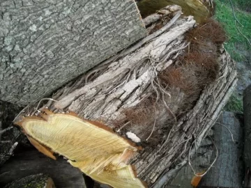 [Hearth.com] what is this on wood???? poison ivy or something??? help please....