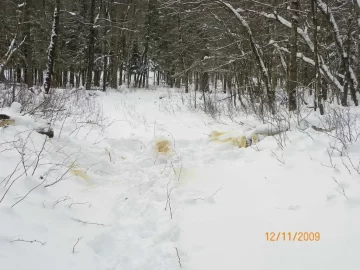 [Hearth.com] Checking the Trail this morning