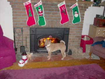 [Hearth.com] My dog LOVE the wood stove