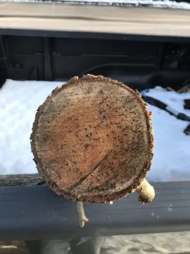 [Hearth.com] Tree ID