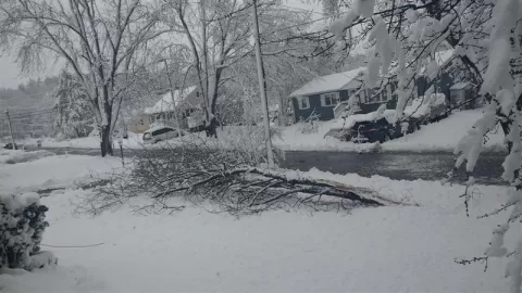 [Hearth.com] There's trees down all over the north east