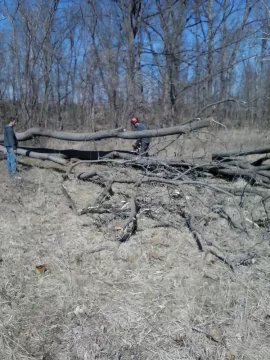 [Hearth.com] sold walnut trees