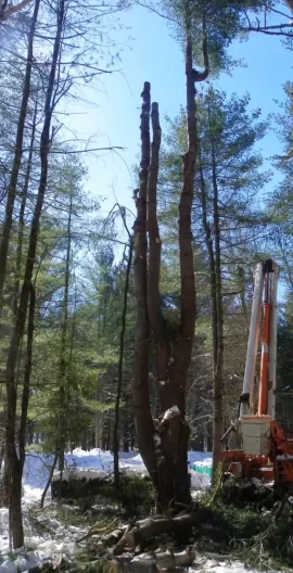 [Hearth.com] Damaged White Pine