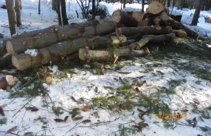 [Hearth.com] Damaged White Pine