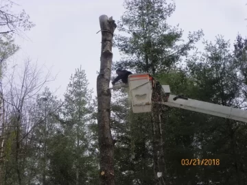 [Hearth.com] Damaged White Pine